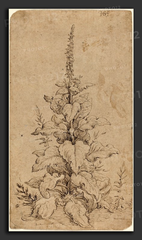 Hendrik Goltzius (Dutch, 1558 - 1617), A Foxglove in Bloom, 1592, pen and brown ink on laid paper