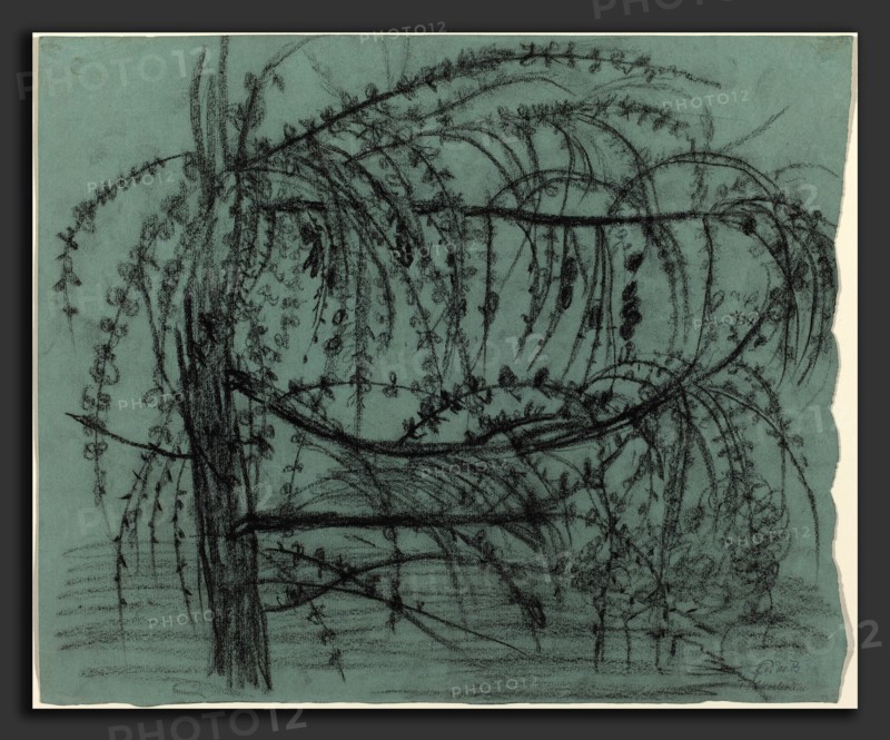 Paula Modersohn-Becker, Fruit Tree in Bloom, German, 1876 - 1907, 1900-1902, charcoal on blue laid paper