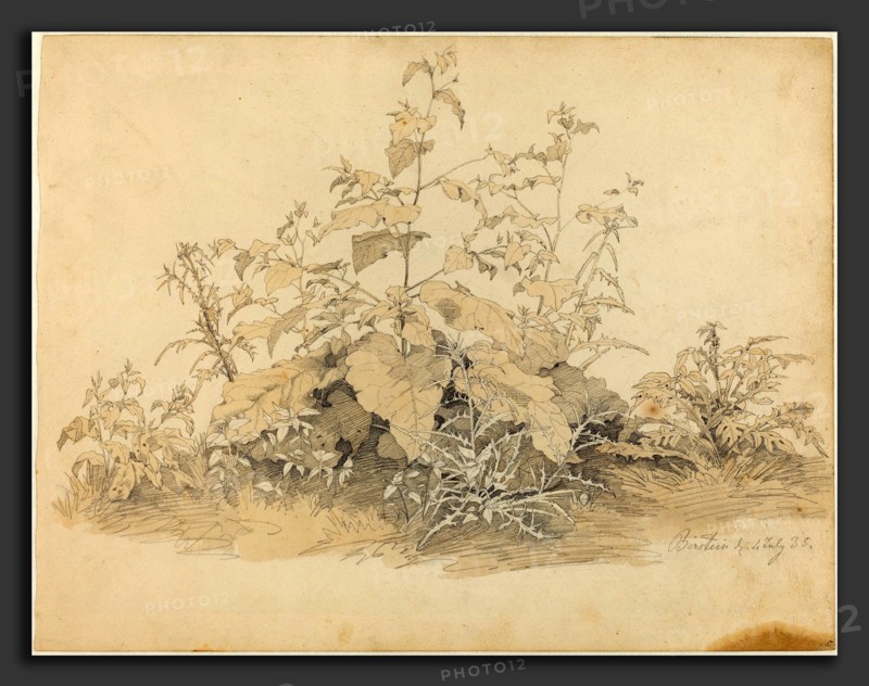 Johann Christian Heerdt (German, 1812 - 1878), Wild Plants near Birstein, 1835, graphite and pale brown wash on wove paper
