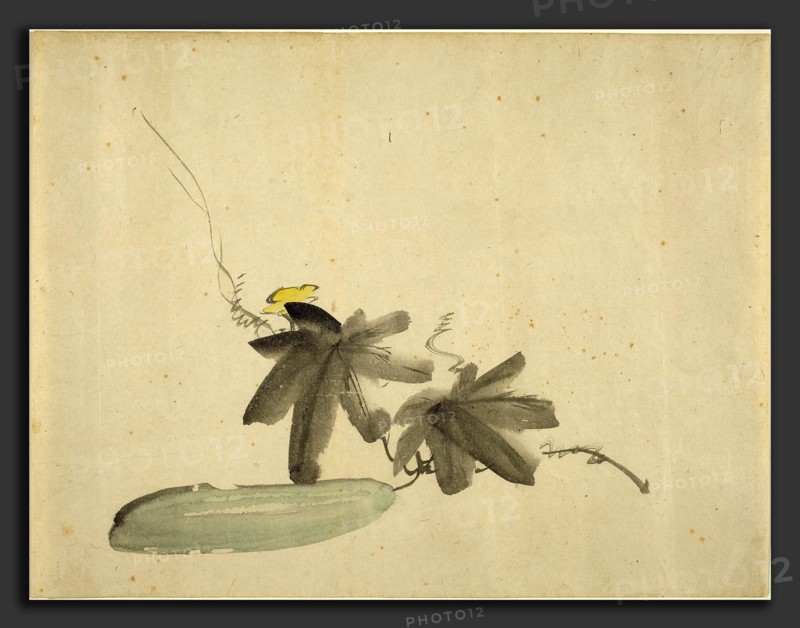 Edouard Manet (French, 1832 - 1883), Cucumber with Leaves, c. 1880, watercolor and gray wash on laid paper
