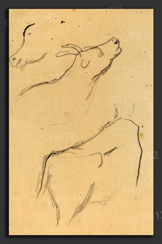Paul Gauguin (French, 1848 - 1903), Studies of a Cow, 1884-1888, graphite on wove paper