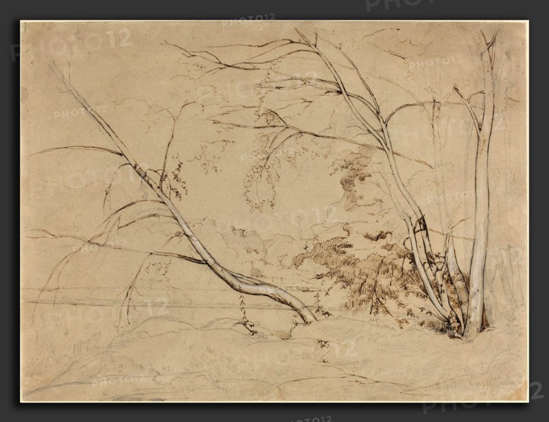 Jean-Baptiste-Camille Corot (French, 1796 - 1875), Clump of Trees at Civita Castellana, 1826, pen and brown ink and graphite with white heightening on brown wove paper