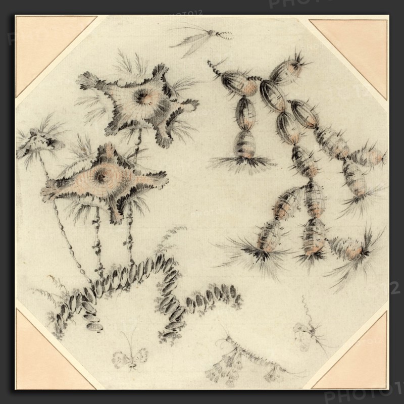 Jean-Baptiste Pillement (French, 1728 - 1808), Bamboo Flowers and Cactus, black and red chalk on laid paper