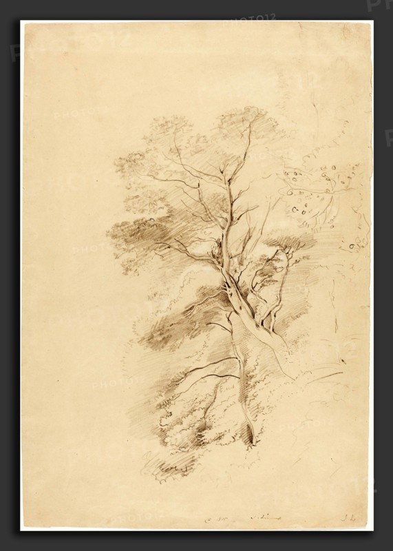 John Linnell (British, 1792 - 1882), A Beech Wood, 1815, graphite heightened with white chalk on wove paper