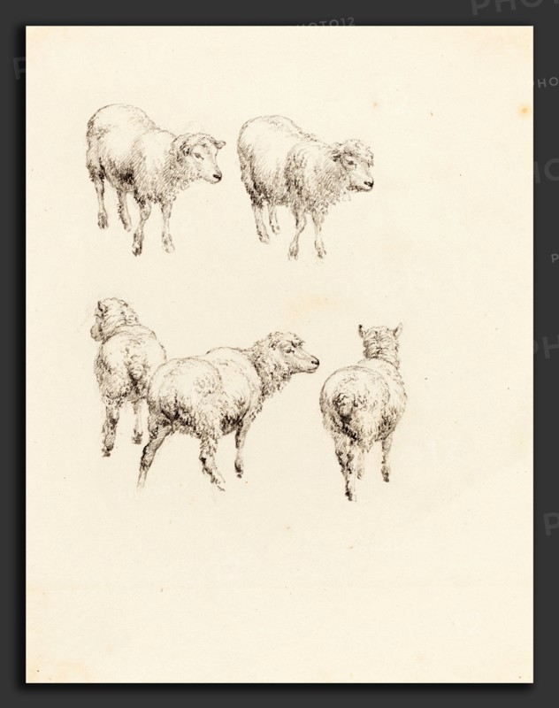 Robert Hills (British, 1769 - 1844), Five Sheep, graphite on wove paper