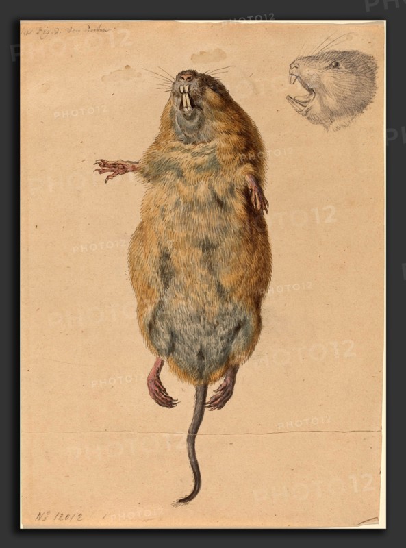 Johann Rudolph Schellenberg (Swiss, 1740 - 1806), A Field Mouse, from Below, c. 1775, watercolor with graphite and black pen and ink on wove paper