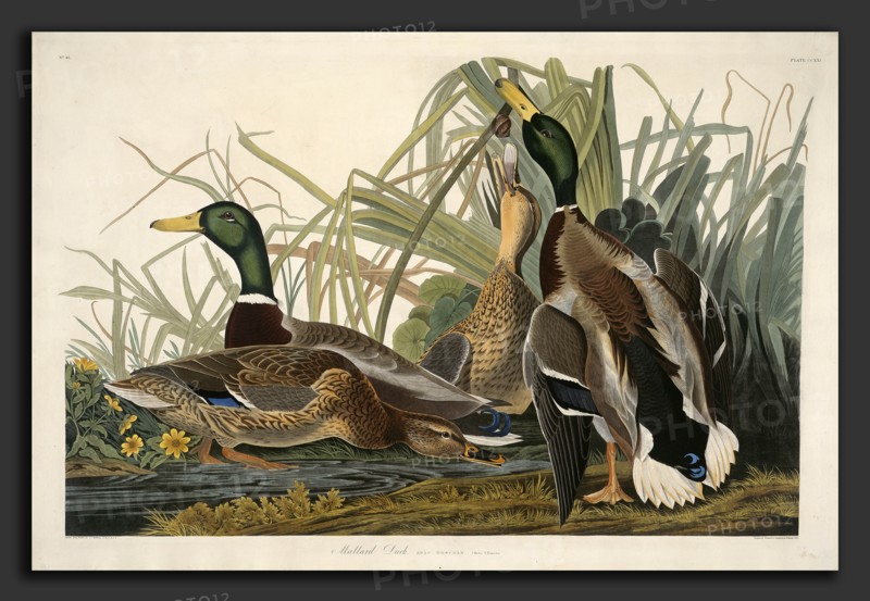 Robert Havell after John James Audubon, Mallard Duck, American, 1793 - 1878, 1834, hand-colored etching and aquatint on Whatman paper