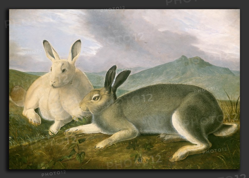 John James Audubon, Arctic Hare, American, 1785 - 1851, c. 1841, pen and black ink and graphite with watercolor and oil paint on paper