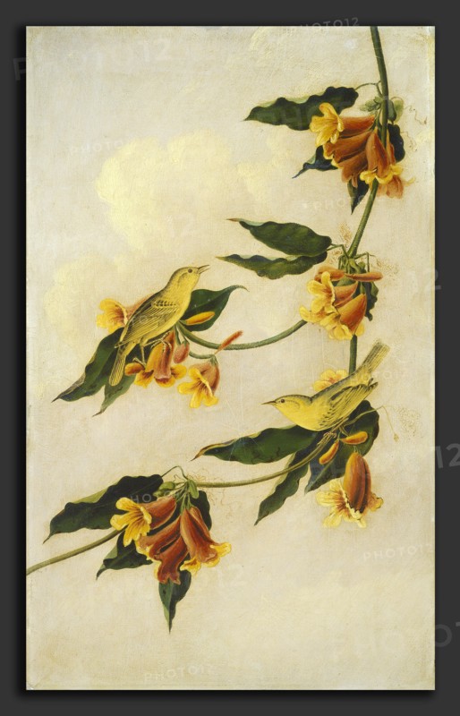 Joseph Bartholomew Kidd after John James Audubon (Scottish, probably 1808 - 1889), Yellow Warbler, 1830-1833, pencil and oil on millboard