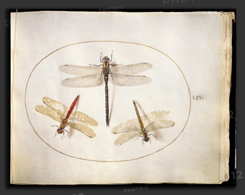 Joris Hoefnagel, Animalia Rationalia et Insecta (Ignis):  Plate LIV, Flemish, 1542 - 1600, c. 1575-1580, watercolor and gouache, with oval border in gold, on vellum