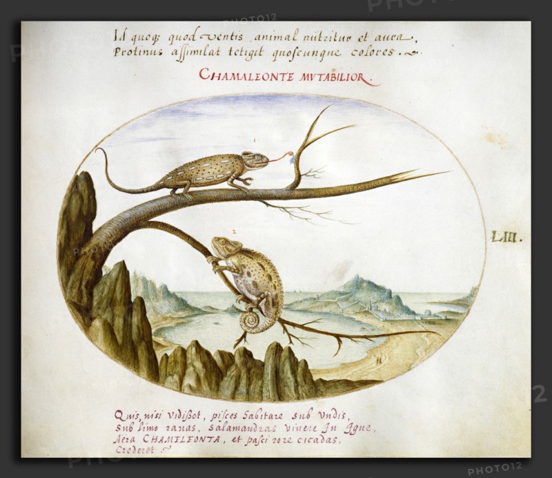Joris Hoefnagel, Animalia Qvadrvpedia et Reptilia (Terra): Plate LIII, Flemish, 1542 - 1600, c. 1575-1580, watercolor and gouache, with oval border in gold, on vellum