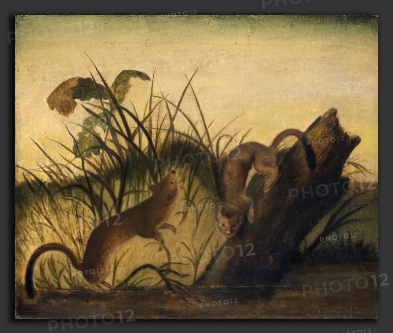 Studio of John James Audubon, Long-Tailed Weasel, c. 1845, oil on canvas