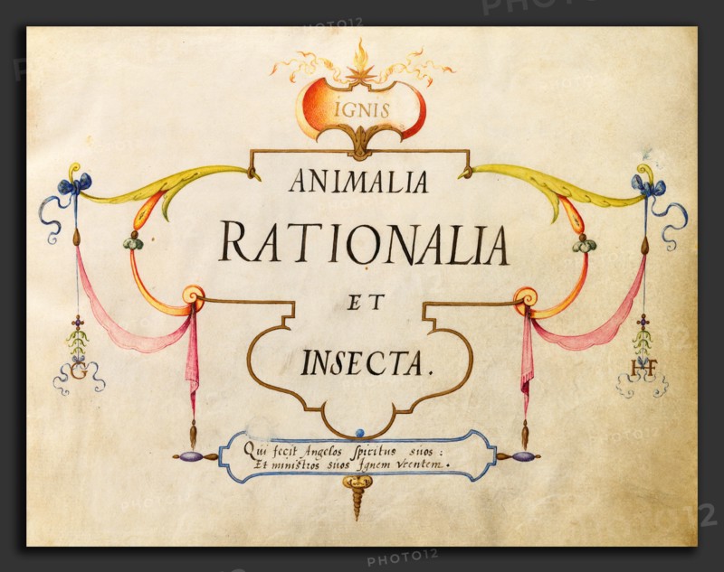 Joris Hoefnagel, Animalia Rationalia et Insecta (Ignis):  Title Page, Flemish, 1542 - 1600, c. 1575-1580, watercolor and gouache with gold on vellum