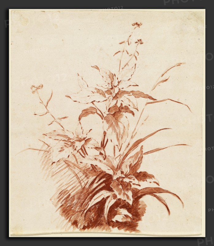 Jean-Baptiste HÃ¼et, I, Flowering Plant with Grass, French, 1745 - 1811, mid 1760s, red chalk with wash on laid paper
