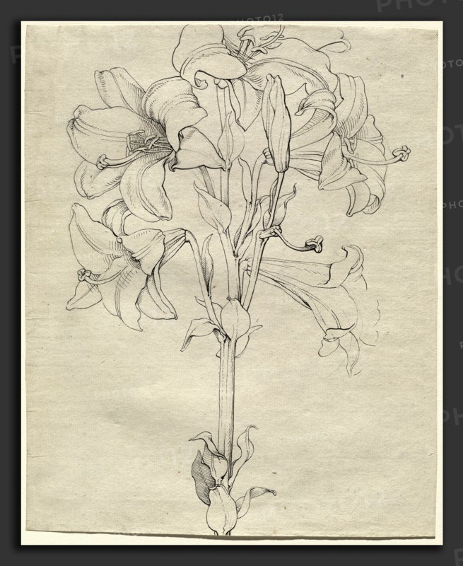 Philipp Otto Runge (German, 1777 - 1810), A Stalk of Lilies with Six Blooms, 1808, pen and black ink over graphite on very light green laid paper