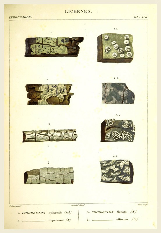Lichenes, 19th century engraving, lichen, lichens