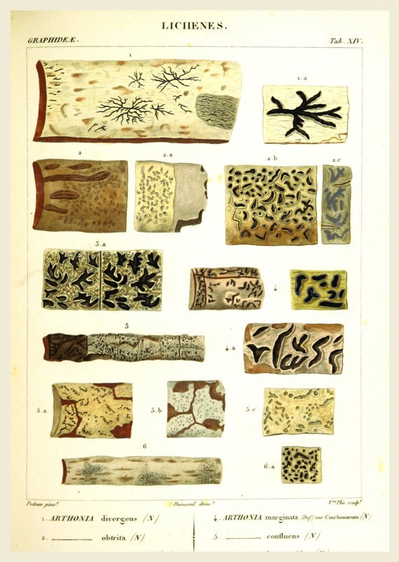 Lichenes, 19th century engraving, lichen, lichens