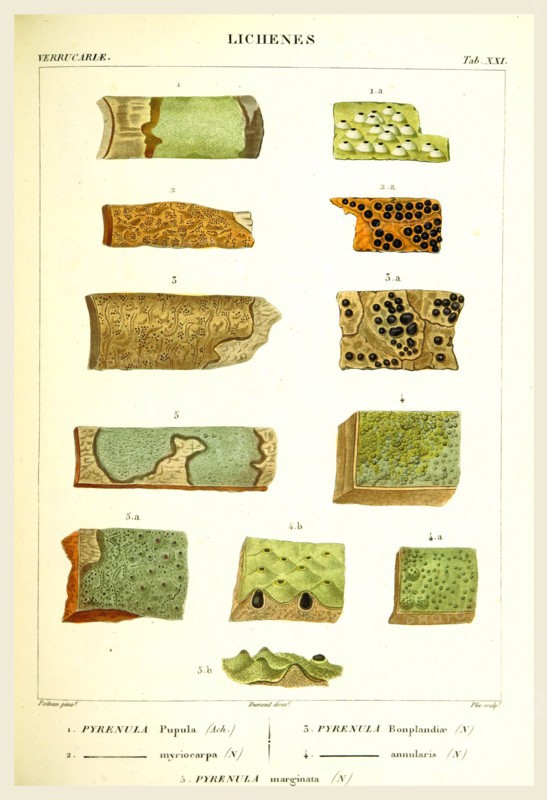 Lichenes, 19th century engraving, lichen, lichens