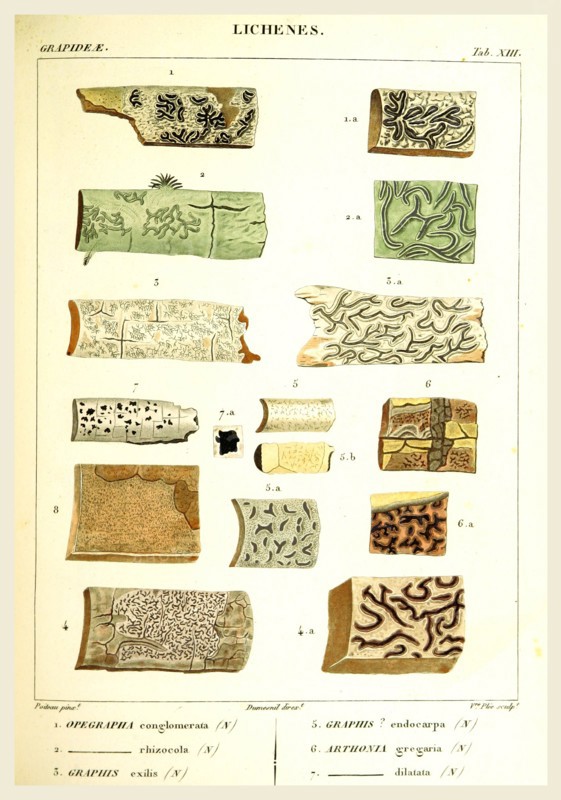 Lichenes, 19th century engraving, lichen, lichens