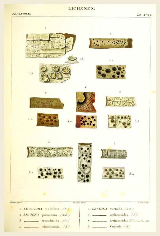 Lichenes, 19th century engraving, lichen, lichens