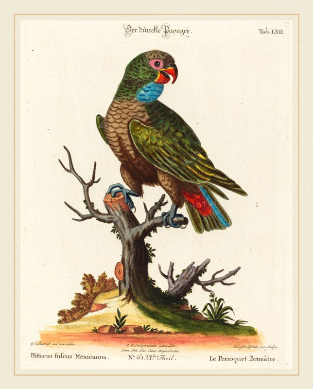 Johann Sebastian Leitner after George Edwards (German, 1715-1795), Parrot (Le Perroquet Brunatre. Pfittacus Fulcus Mexicanus), hand-colored etching