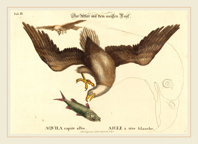 Johann Michael Seligmann after Mark Catesby (German, 1720-1762), The Bald Eagle (Falco leucocephalus), probably 1743-1762, hand-colored engraving on laid paper