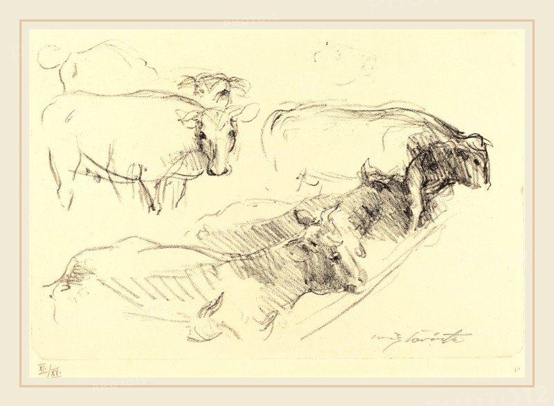 Lovis Corinth, Cows (KÃ¼he), German, 1858-1925, 1910, lithograph in black on wove paper