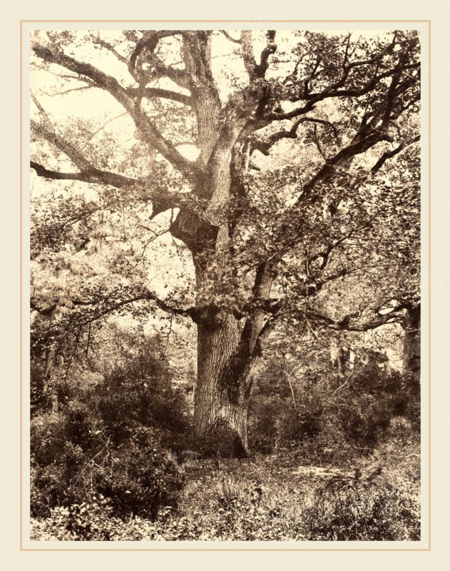 EugÃ¨ne Cuvelier (French, 1837-1900), PrÃ¨s du Bodmer, 1860s, albumen print