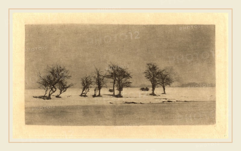 Peter Henry Emerson (British, 1856-1936), Gnarled-Thorn Trees, c. 1890, photogravure, printed c. 1895