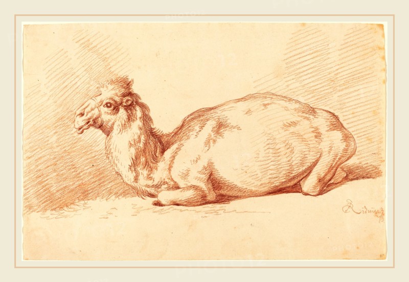 Johann Elias Ridinger (German, 1698-1767), A Dromedary, 1750s, red chalk on laid paper