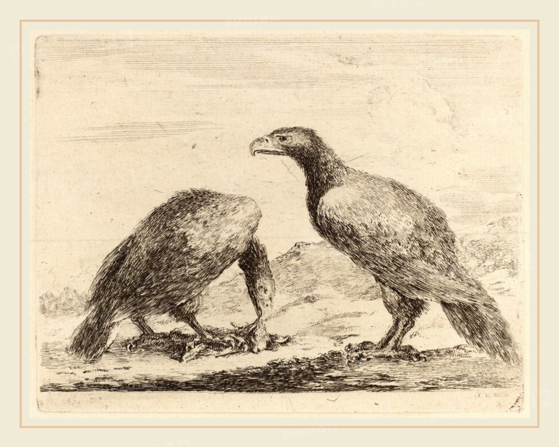 Stefano Della Bella (Italian, 1610-1664), Two Eagles, One Eating a Small Lamb, etching on laid paper [restrike]