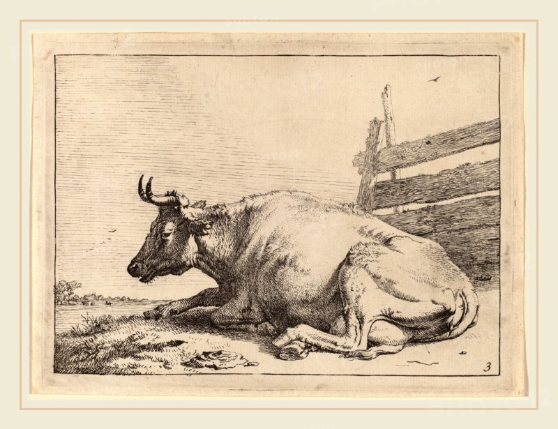 Paulus Potter (Dutch, 1625-1654), Cow Lying Down near a Fence, 1650, etching