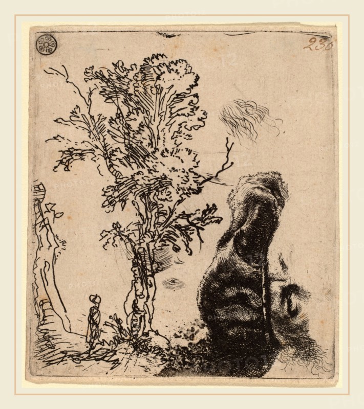 Rembrandt van Rijn (Dutch, 1606-1669), Sheet with Two Studies:  a Tree, and the Upper Part of a Head of the Artist Wearing a Velvet Cap, c. 1642, etching