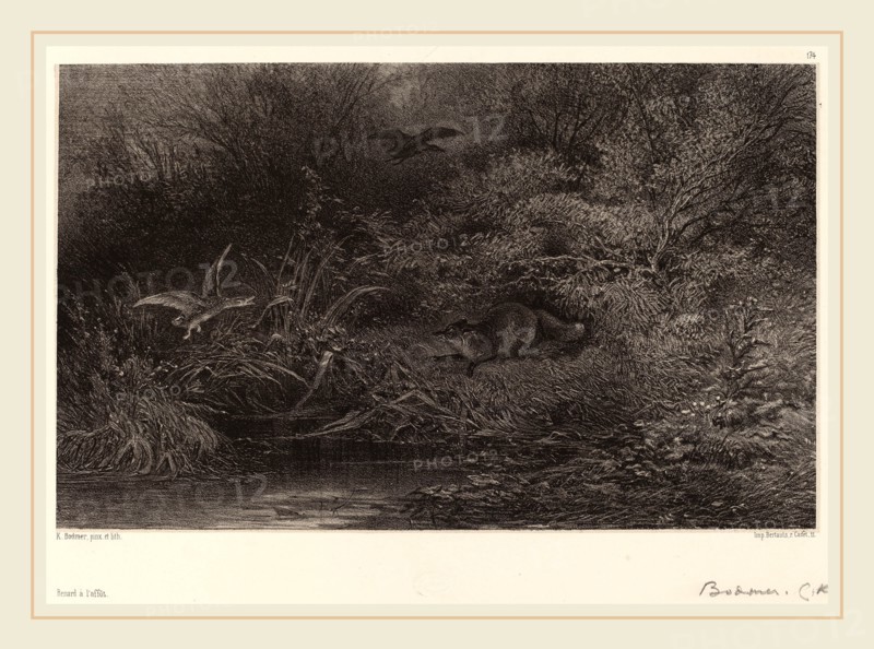 Karl Bodmer, Renard Ã  l'affÃ»t, Swiss, 1809-1893, lithograph