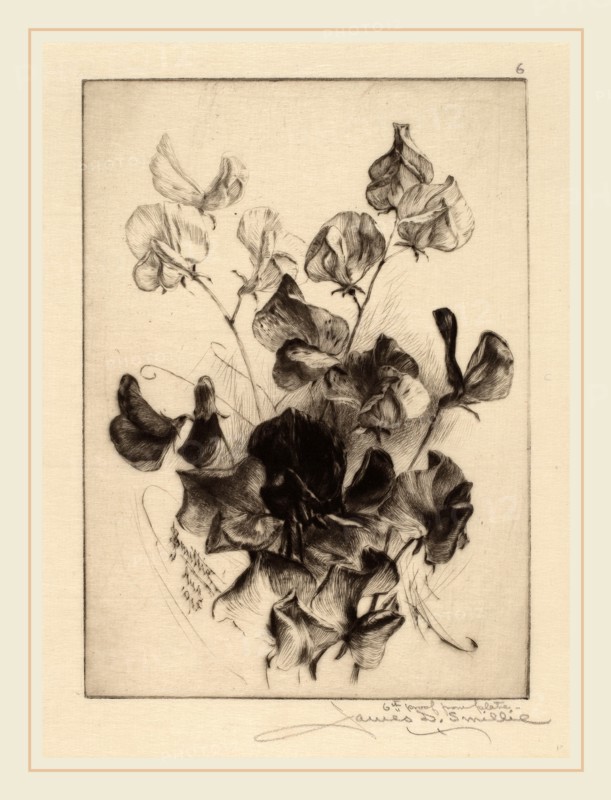 James David Smillie, Sweet Peas, American, 1833-1909, 1891, drypoint