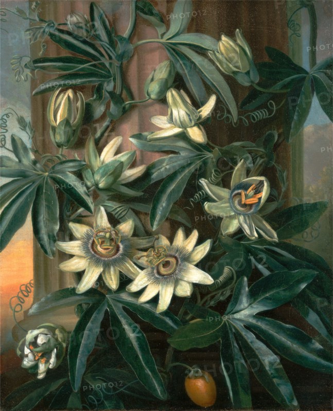 Blue Passion Flower, for the "Temple of Flora" by Robert Thornton, Philip Reinagle, 1749-1833, British