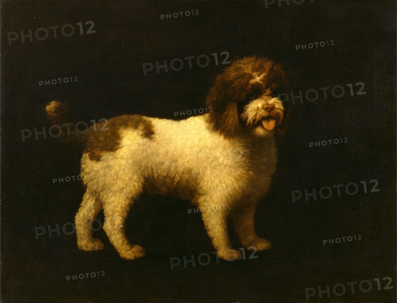 Water Spaniel Signed and dated, lower right: "Geo Stubbs pinxt 1769", George Stubbs, 1724-1806, British
