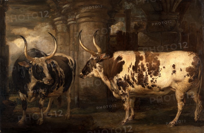 Portraits of two extraordinary oxen, the property of the Earl of Powis, James Ward, 1769-1859, British
