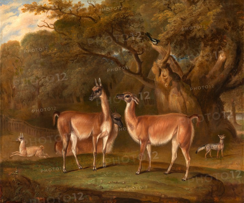 Llamas and a fox in a wooded landscape Llamas in a park, with a fox and a magpie Signed and dated, lower center: "T. Weaver Shrewfbury Pinxit 1828", Thomas Weaver, 1774-1843, British