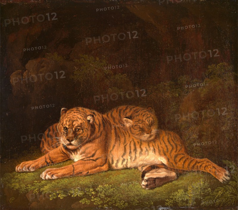 Tigers Signed in yellow paint, lower left: "CT [monogram]", Charles Towne, 1763-1840, British