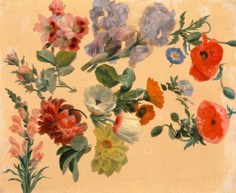 Studies of Summer Flowers, Jacques-Laurent Agasse, 1767-1849, Swiss