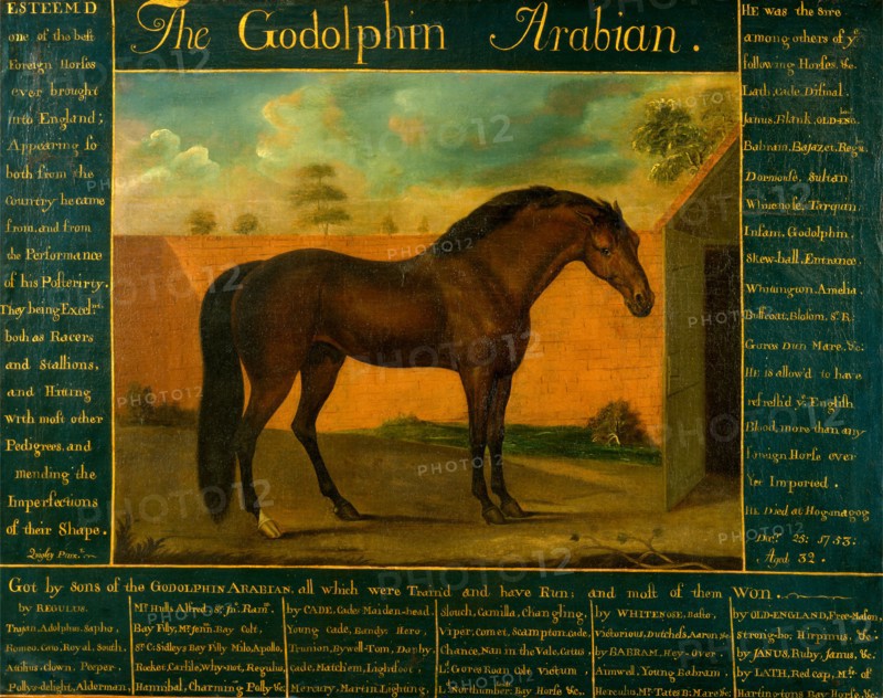 The Godolphin Arabian Signed, lower left [in artist's hand?]: "Quigley Pinx.t", Daniel Quigley, 18th century, Irish