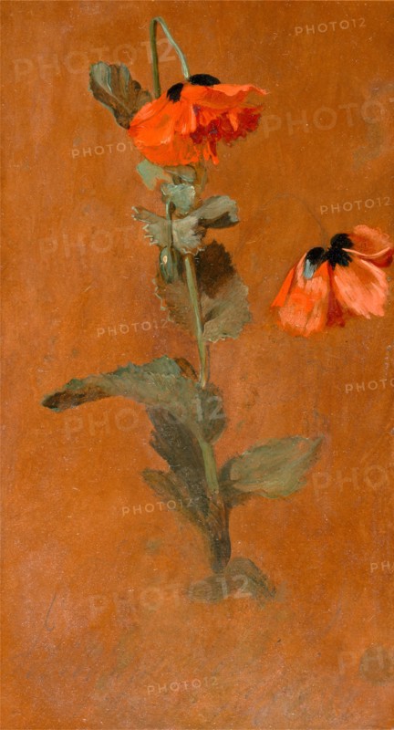 Study of Poppies Signed and dated in graphite or charcoal: "James [Inskipp] July 9th, 1832", James Inskipp, 1790-1868, British