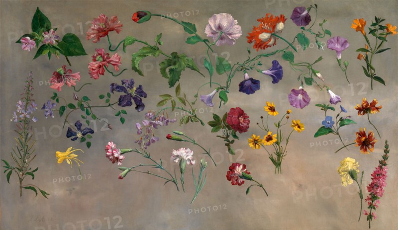 Studies of Flowers Signed and dated, lower left: "J.L.A. 48.", Jacques-Laurent Agasse, 1767-1849, Swiss