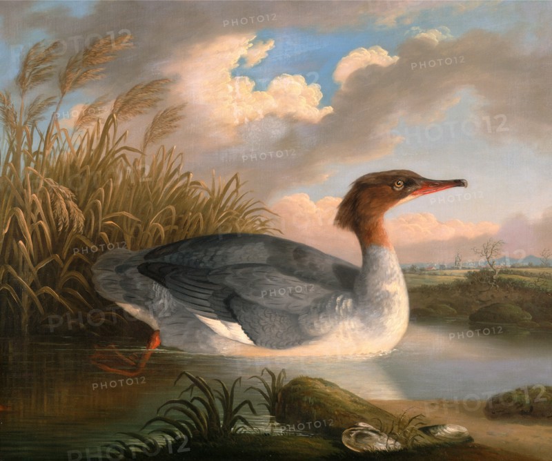 A Dun Diver (Goosander), Robert Wilkinson Padley, ca. 1775-1835, British