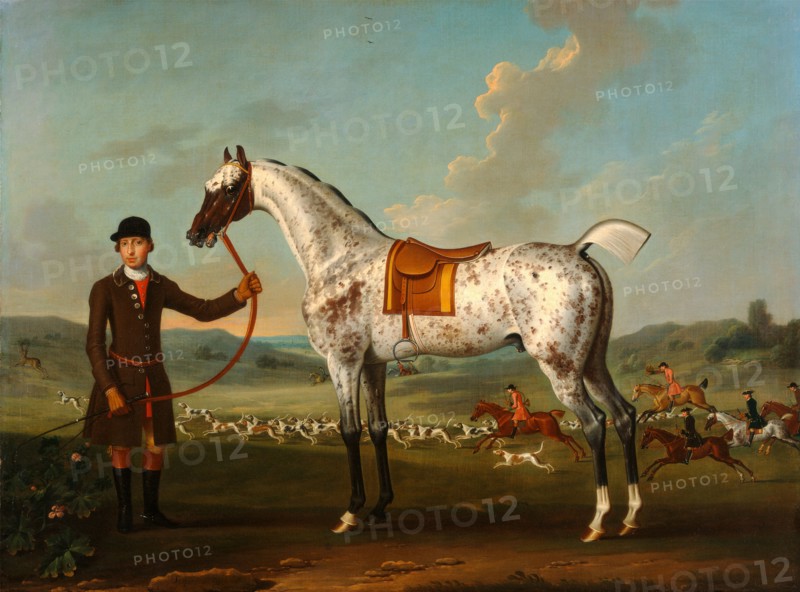 Scipio, a spotted hunter, the property of Colonel Roche Scipio, Colonel Roche's Spotted Hunter Scipio, property of Colonel Roche (?Node), member of the Buccleuch Hunt Inscribed in black paint, lower left: "Scipio a horse of | Colonel. Roche." Signed and dated in black paint, lower left: "T. Spener pinx. | [17...] [date hidden by frame]", Thomas Spencer, 1700-1753, British