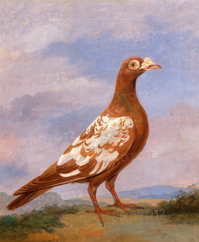 Red pied carrier Carrier Pigeons: Red Pied Carrier (plumage apricot and white), facing right (Pigeon, facing right) Signed and dated in paint, lower left: "D Wolfstenholme | 1837", Dean Wolstenholme, 1798-1882, British