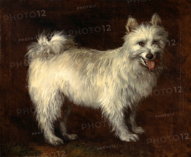 Spitz Dog A Dog, Thomas Gainsborough, 1727-1788, British