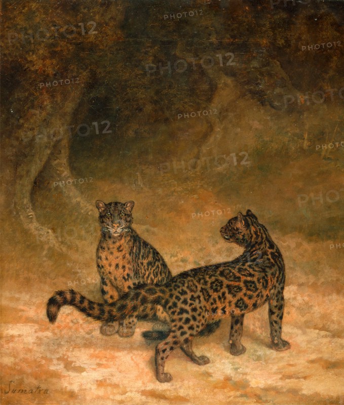 Clouded Leopards Two Clouded Leopards Two Clouded Leopards from Sumatra Inscribed, lower left: "Somatra", Jacques-Laurent Agasse, 1767-1849, Swiss