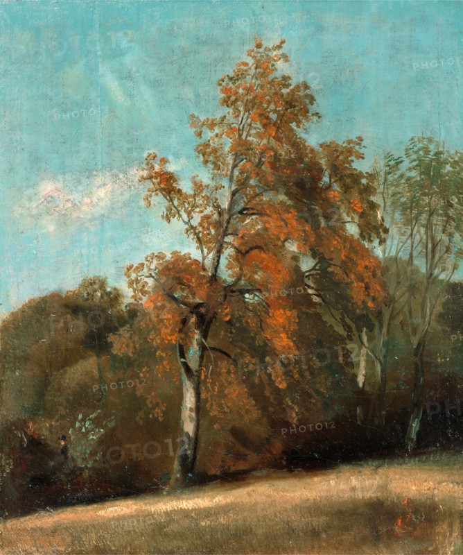 Study of an Ash Tree, John Constable, 1776-1837, British